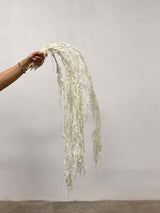 ADELMO » Preserved white drooping Amaranthus