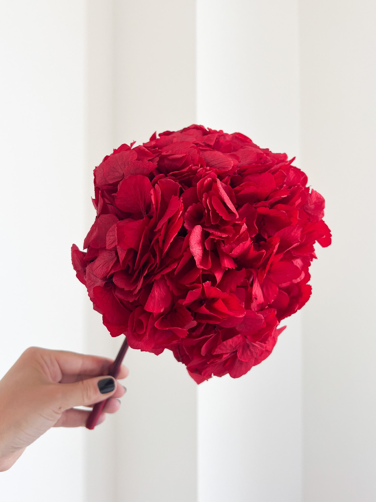 AGOSTINA » Red preserved Hydrangea