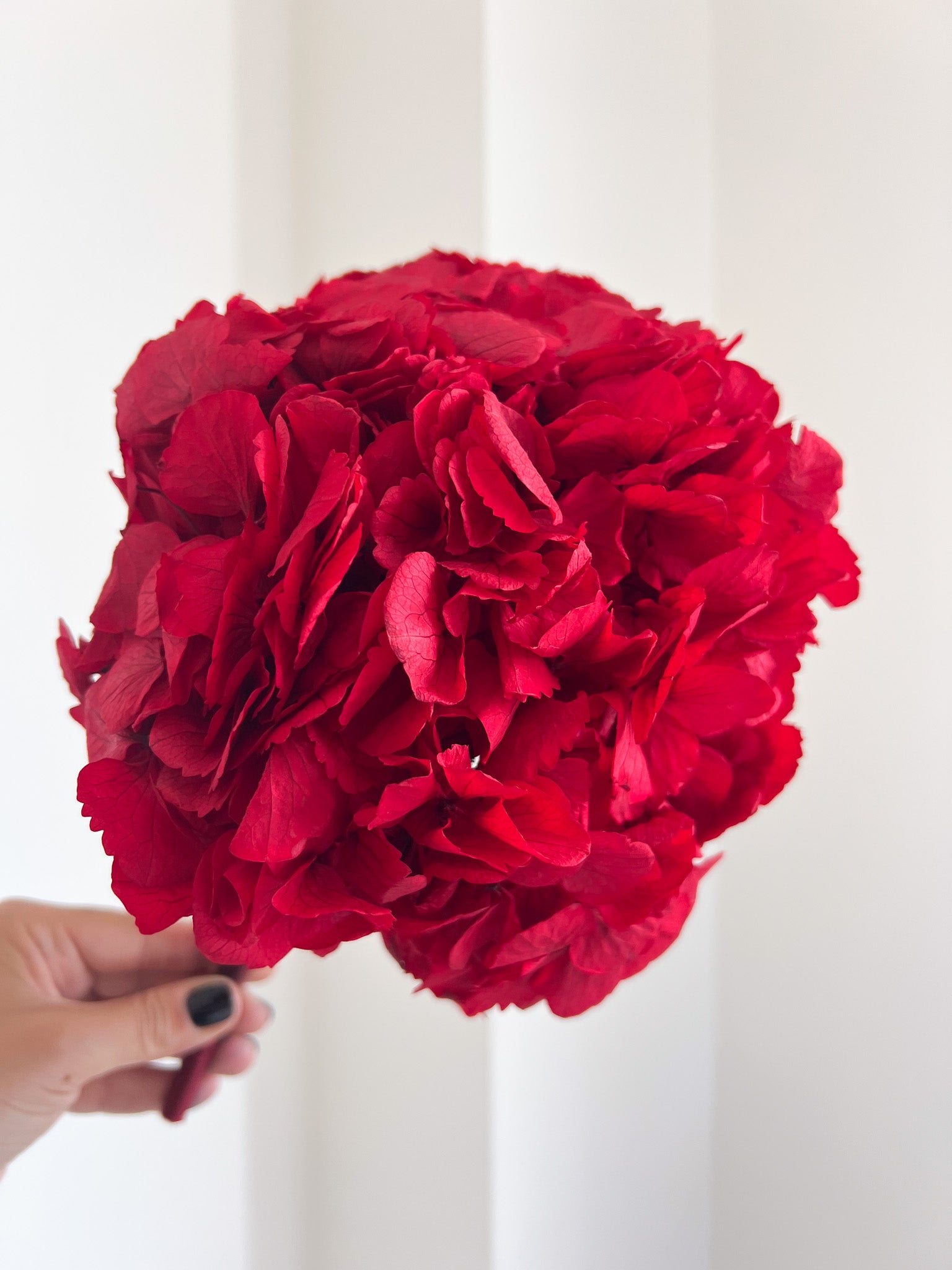 AGOSTINA » Red preserved Hydrangea