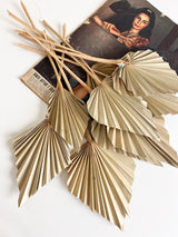 ALI » Palmette naturali tagliate a forma di punta