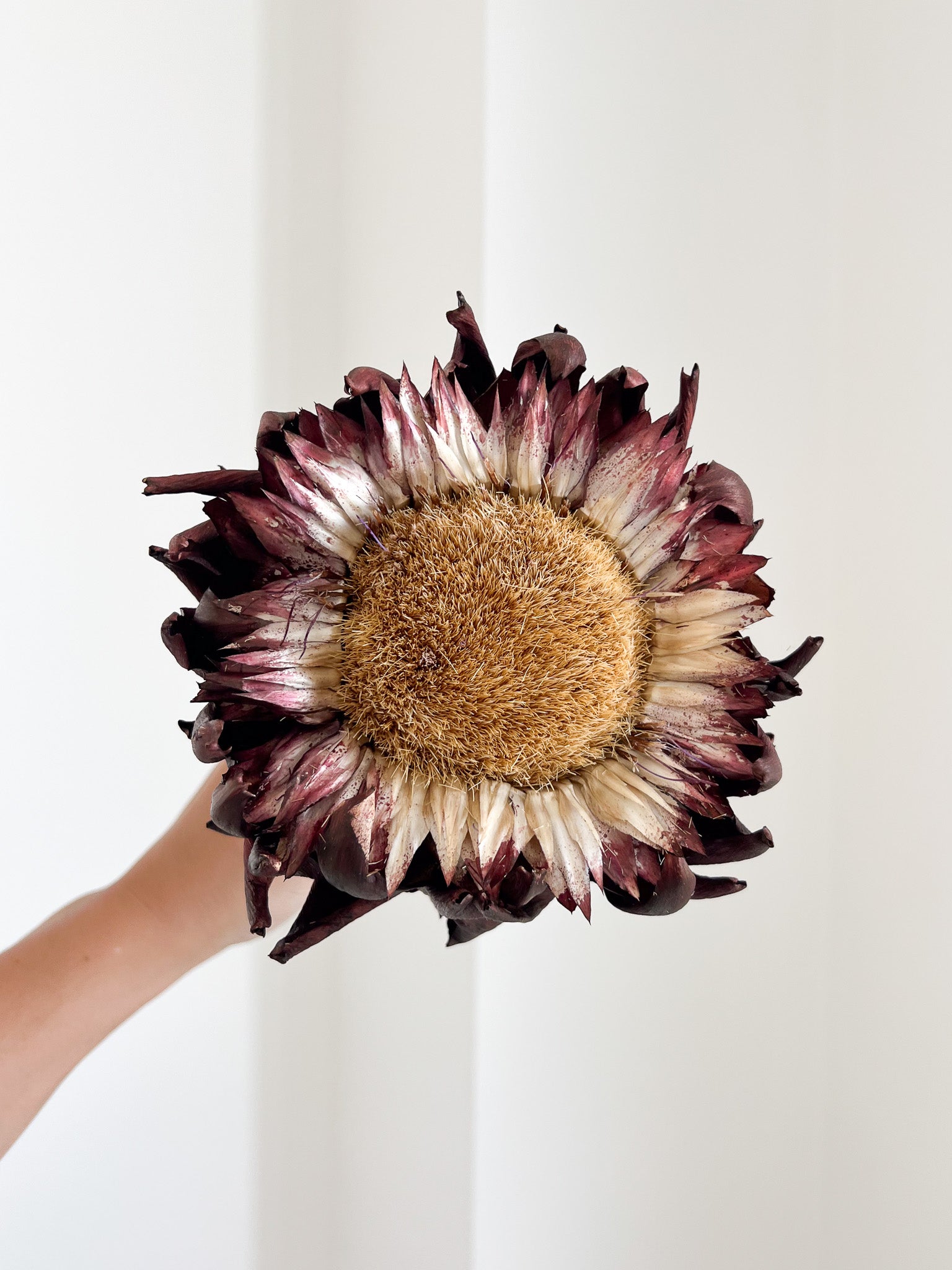 AMOS » fiore di carciofo grande aperto marrone