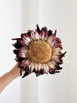 AMOS » fiore di carciofo grande aperto marrone