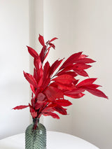 APACHE » Cocculus stabilizzato rosso H70cm