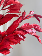 APACHE » Cocculus stabilizzato rosso H70cm