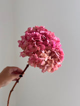 ARMANDA » Hortensia stabilisé rose antique extra