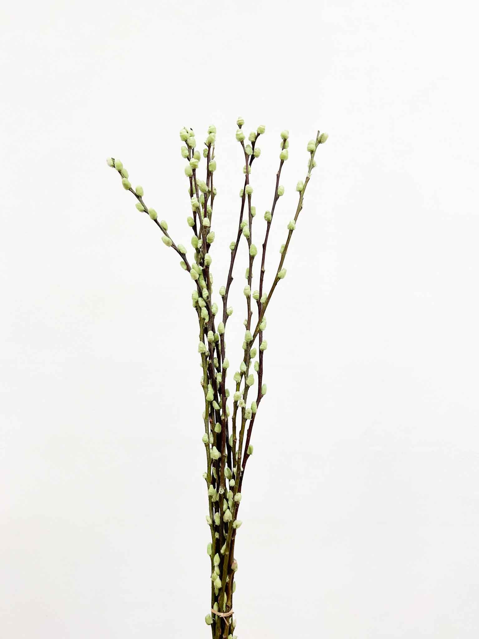 ASIA » Mint green dried colored Willow bunch