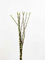 ASIA » Mint green dried colored Willow bunch