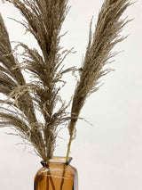 SERGIO » Mazzo di Pampas slim naturale color tortora 120 cm