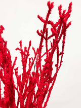 ALFONSO » Mazzo di Betulla floccata rossa da 5 steli 100cm