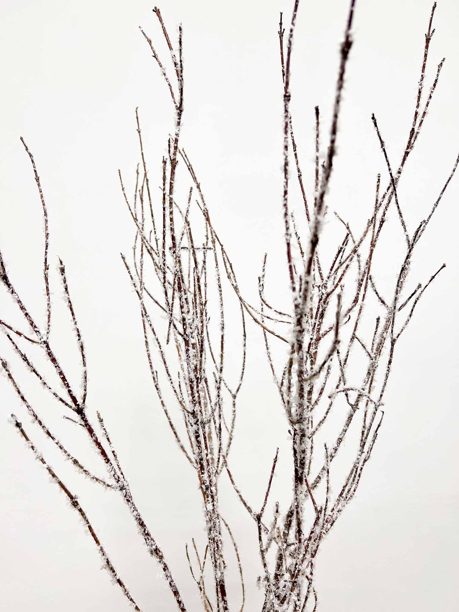 KRISTALL » Mazzo di Betulla ghiacciata da 5 steli 120cm