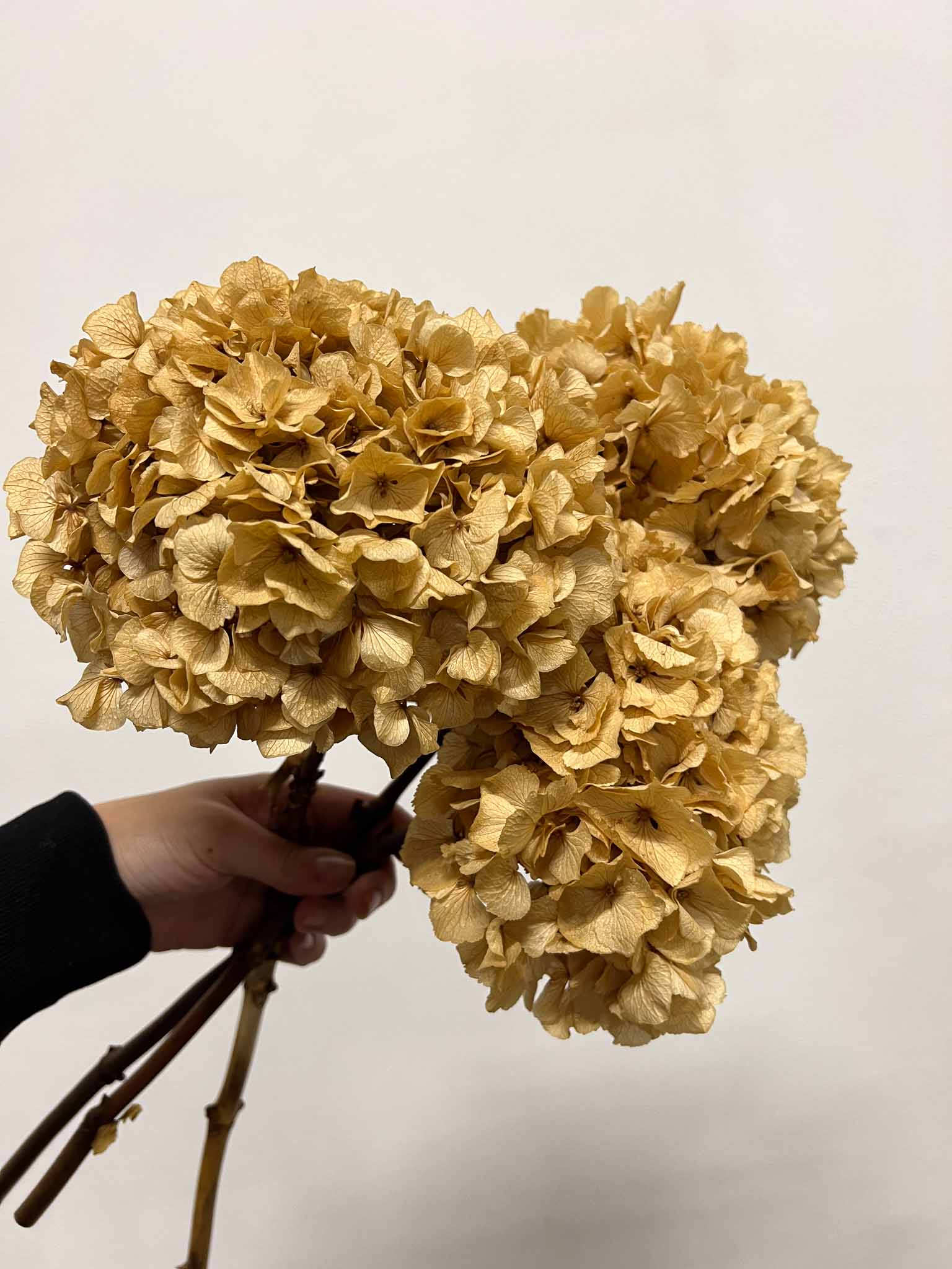 ARIANNA » 3 preserved natural Hydrangeas extra