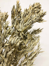 SEVERIO » Bamboo branch 