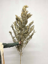 SEVERIO » Bamboo branch 