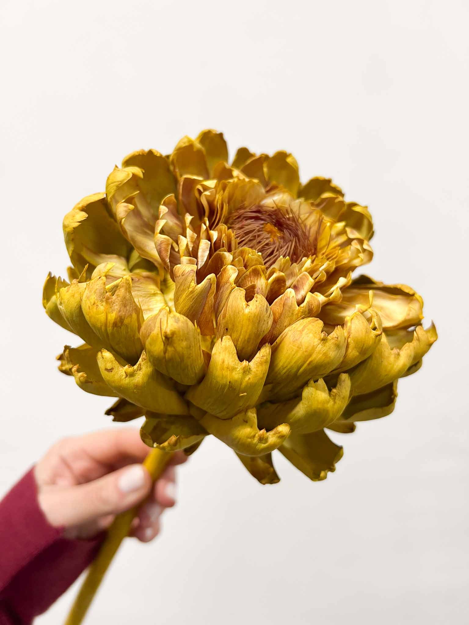 MAGDA » 3 Carciofi grandi essiccati gialli