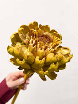 MAGDA » 3 Carciofi grandi essiccati gialli