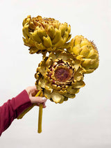 MAGDA » 3 Carciofi grandi essiccati gialli