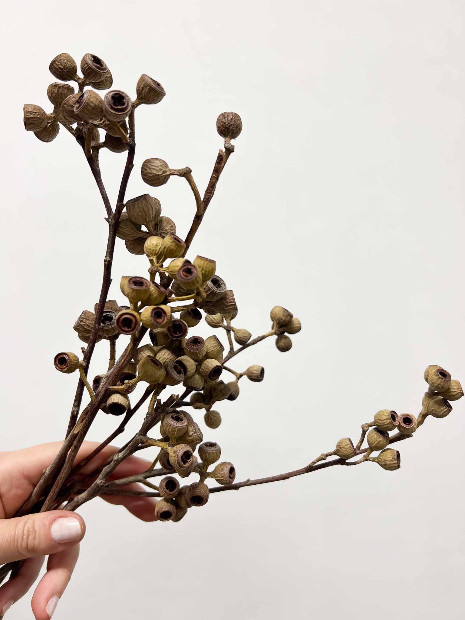 ERSILIA » bacche di eucalipto essiccate H25cm