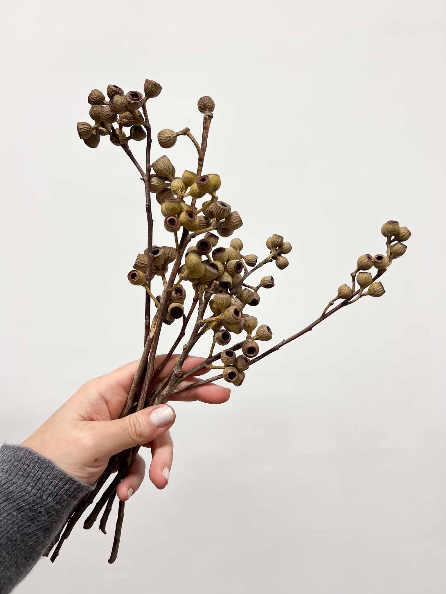 ERSILIA » bacche di eucalipto essiccate H25cm