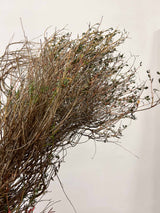 EUNICE » Mazzo di Euphorbia Spinosa naturale essiccata