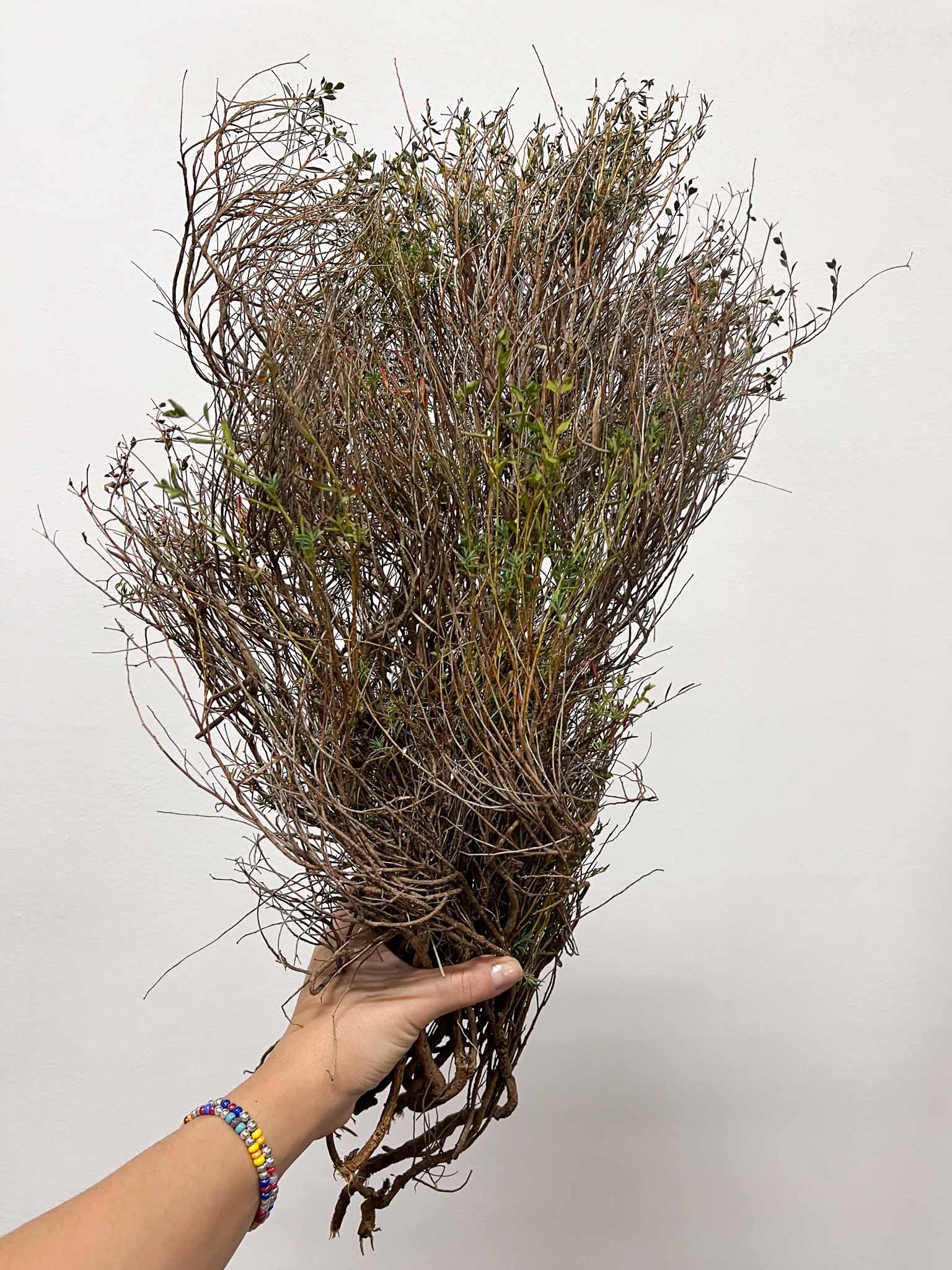 EUNICE » Mazzo di Euphorbia Spinosa naturale essiccata