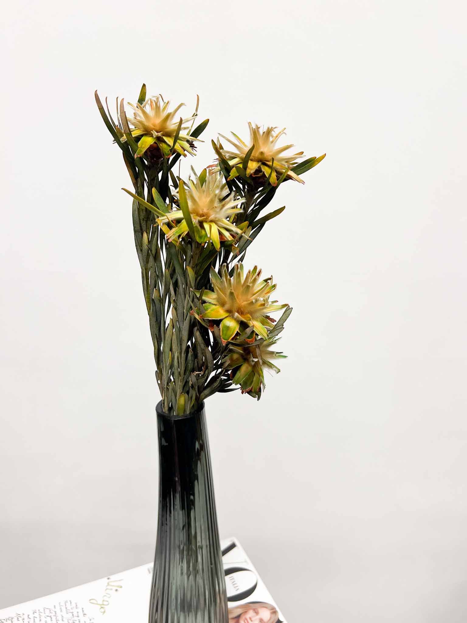 FABIOLA » mazzo di Plumosum Verde