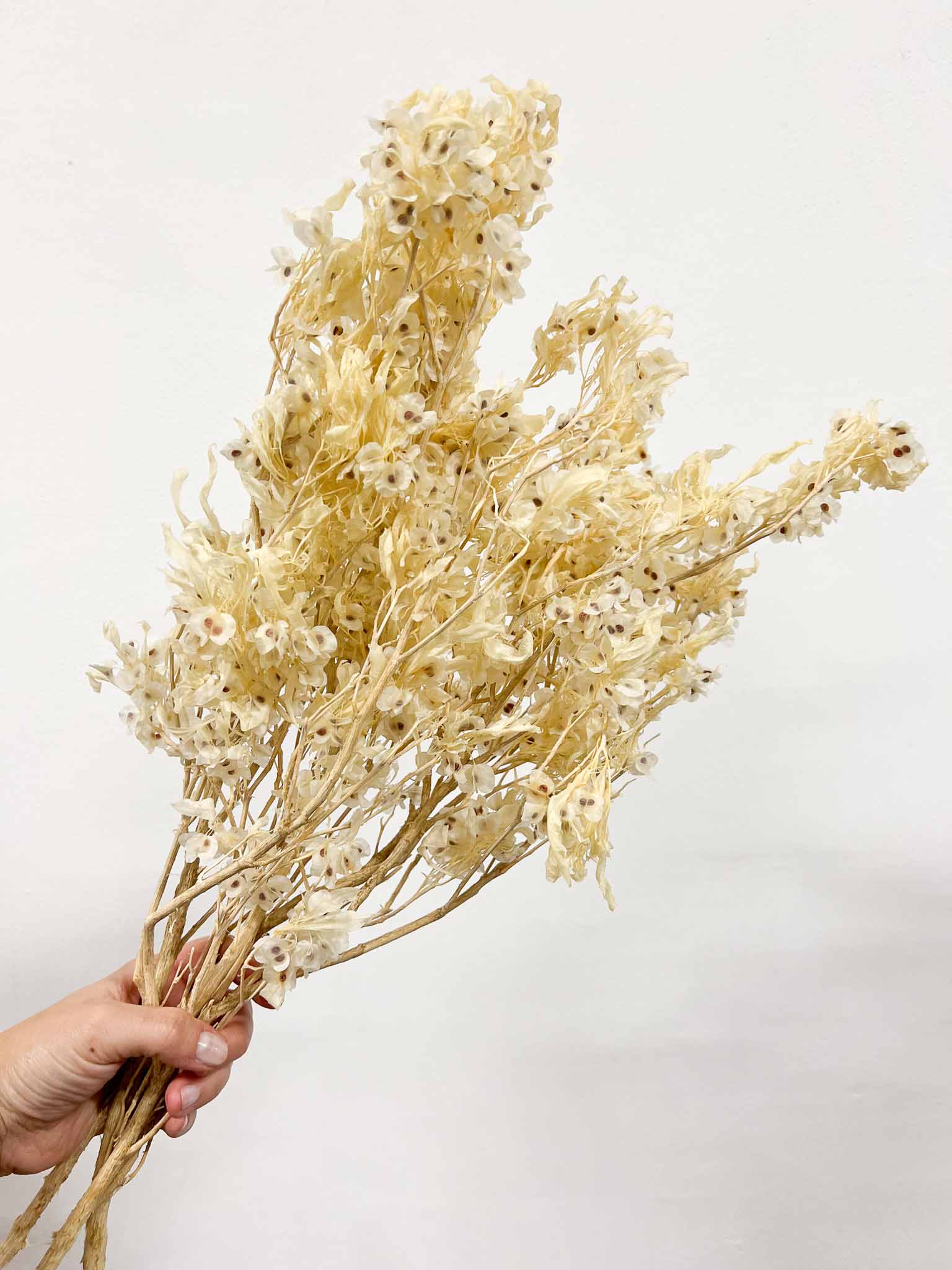 FILIPPO » White preserved bouquet of Dudy flowers