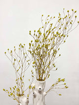 ELISA » Green Argentine