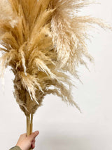 FLAVIO » Pampas naturale extra 3 steli 120/150 cm