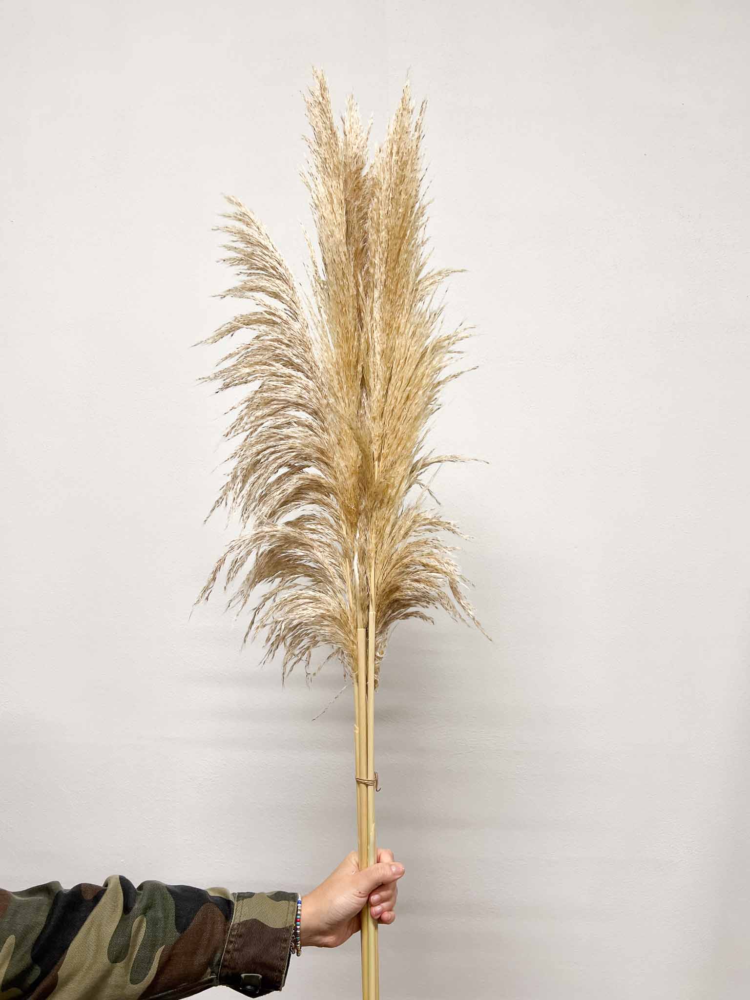 GLORIA » Pampas naturale 5 steli 110/150 cm