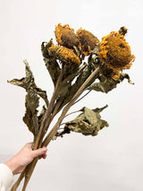 GREGORIO » Mazzo di girasoli essiccati naturali 65cm