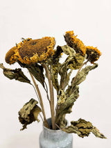 GREGORIO » Mazzo di girasoli essiccati naturali 65cm