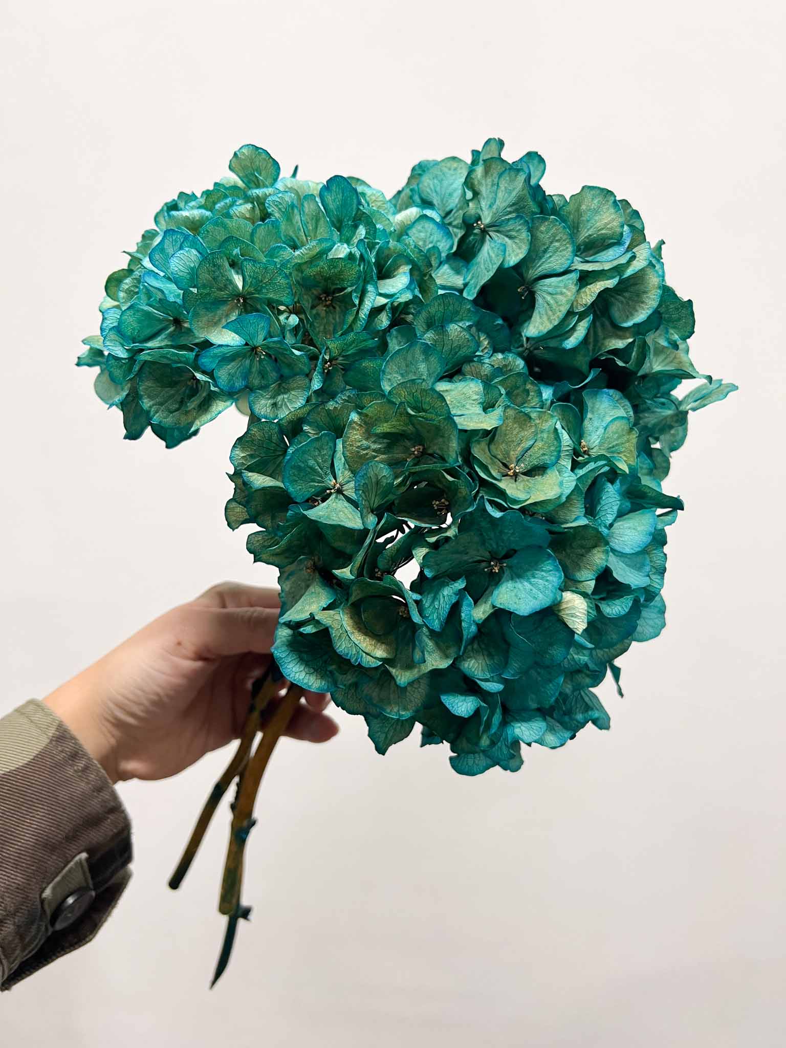 LEONARDA » 3 dried Hydrangeas in light blue shades
