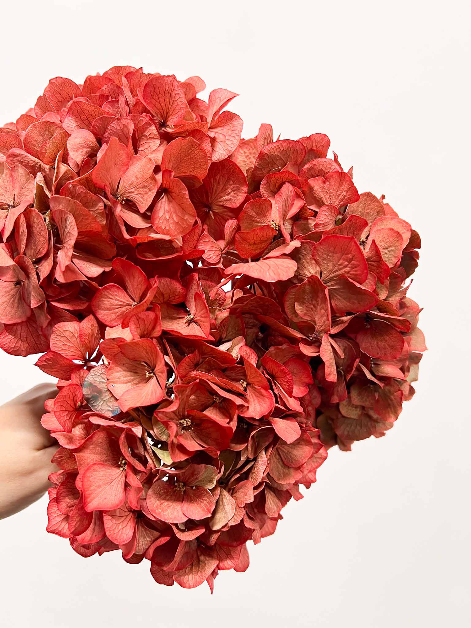 LEONARDA » 3 ortensie essiccate dalle tonalità sfumate del corallo