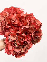 LEONARDA » 3 ortensie essiccate dalle tonalità sfumate del corallo