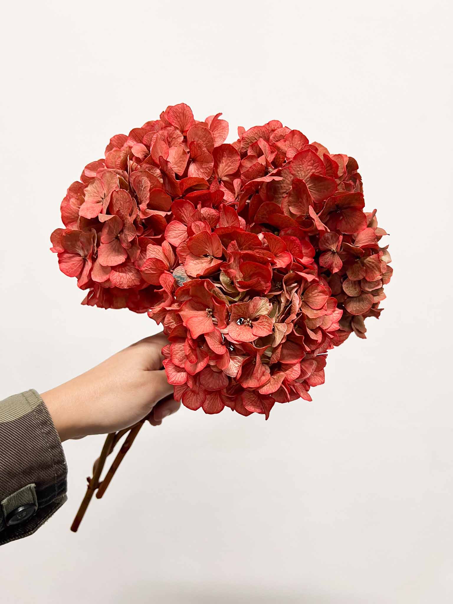 LEONARDA » 3 ortensie essiccate dalle tonalità sfumate del corallo
