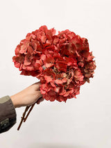 LEONARDA » 3 ortensie essiccate dalle tonalità sfumate del corallo