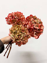 LEONARDA » 3 dried Hydrangeas in coral shades