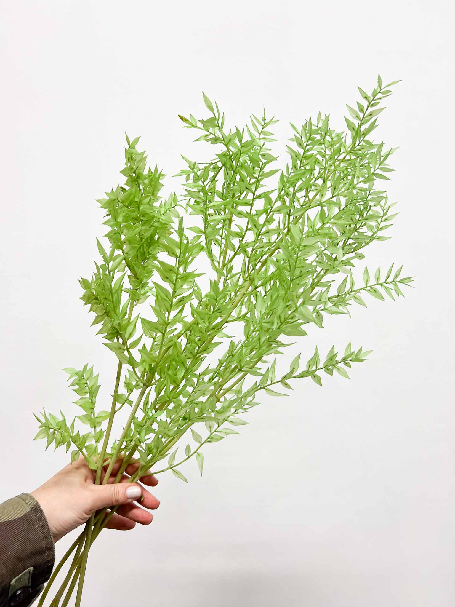 MALIKA » Ruscus stabilizzato verde lime chiaro