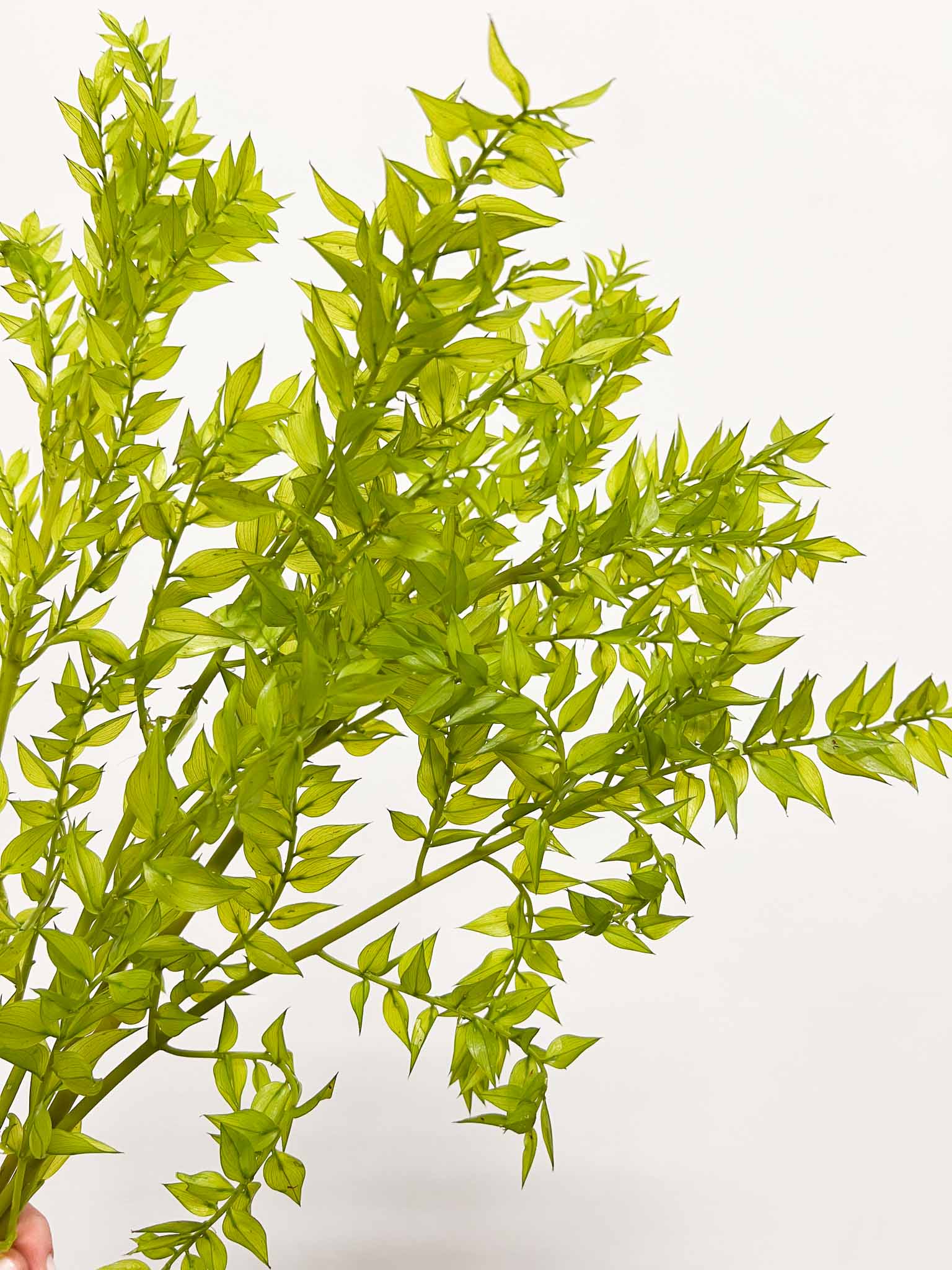 MARA » Ruscus stabilizzato verde matcha