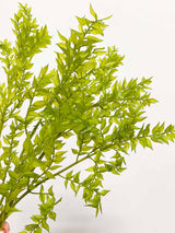 MARA » Ruscus stabilizzato verde matcha