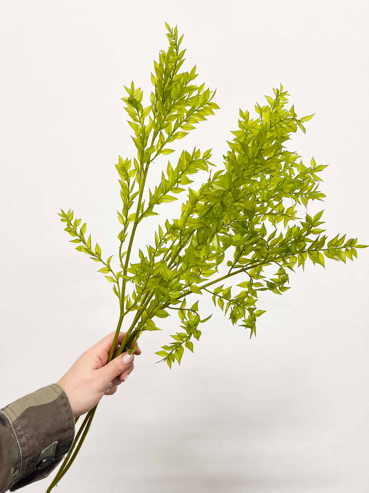 MARA » Ruscus stabilizzato verde matcha