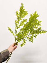 MARA » Ruscus stabilizzato verde matcha