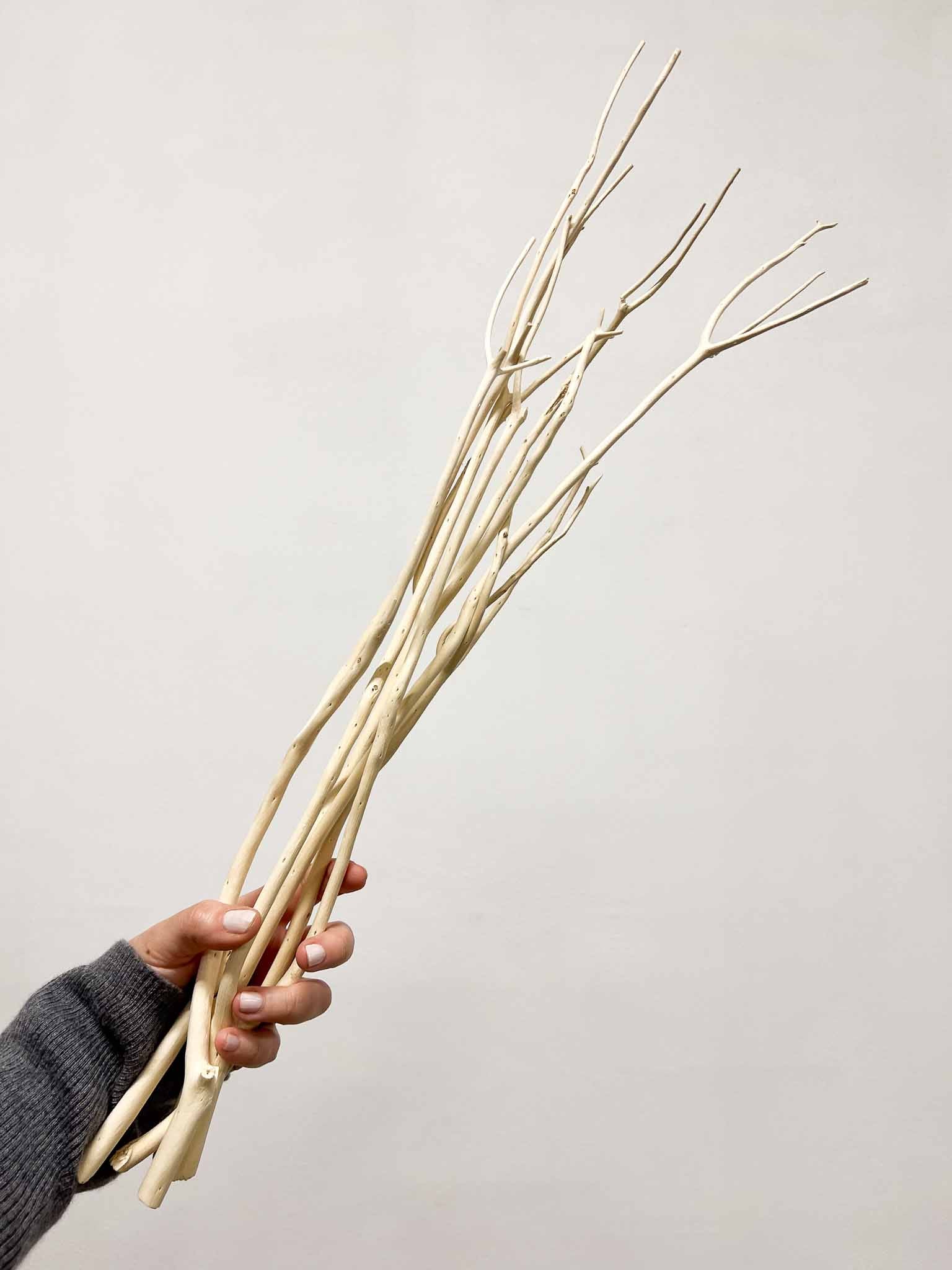 MILVA » 5 rami di Mitsumata bianchi