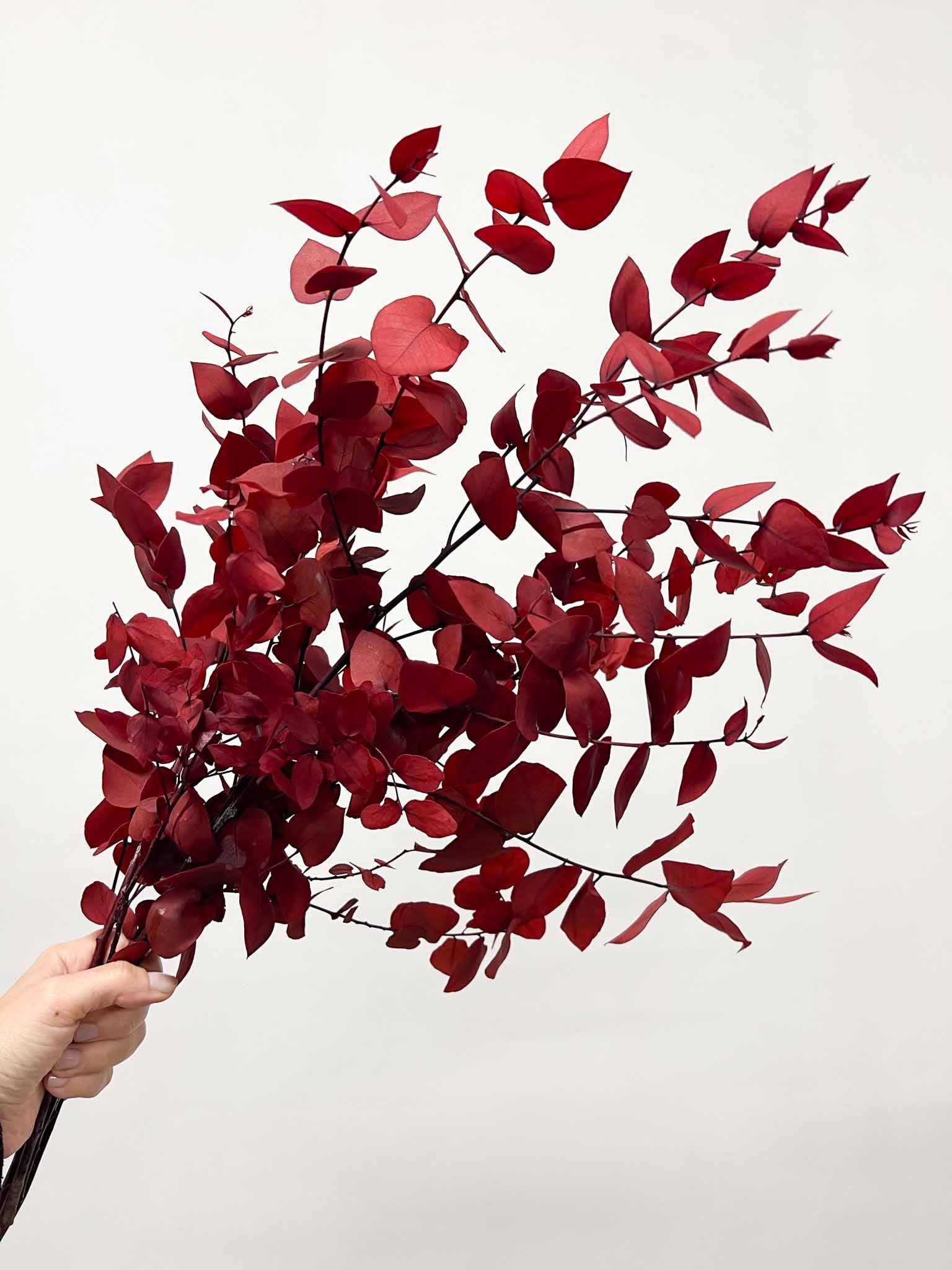 NANDO » Eucalipto Stuartiana stabilizzato rosso