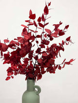 NANDO » Eucalipto Stuartiana stabilizzato rosso