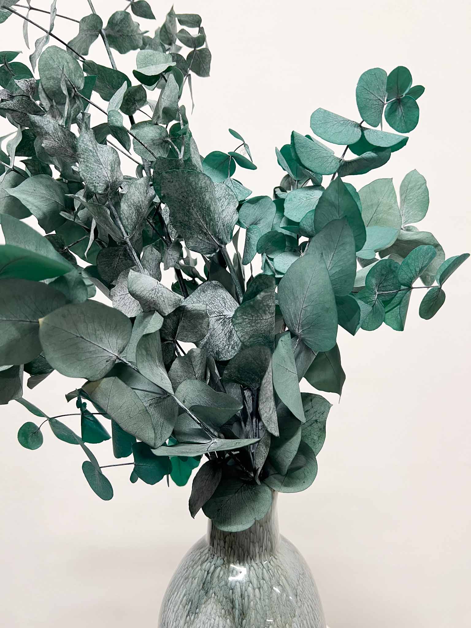 NOARA » Preserved green Eucalyptus Cinerea