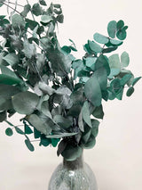 NOARA » Preserved green Eucalyptus Cinerea