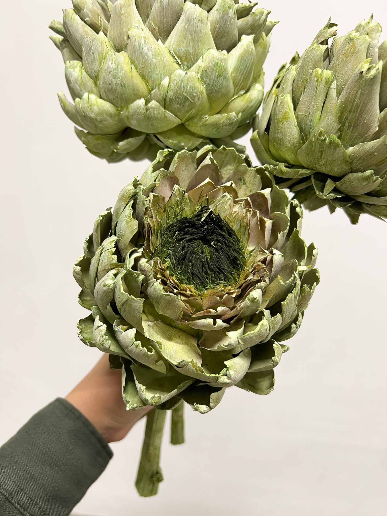 OLINTO » 3 large dried green Artichoke