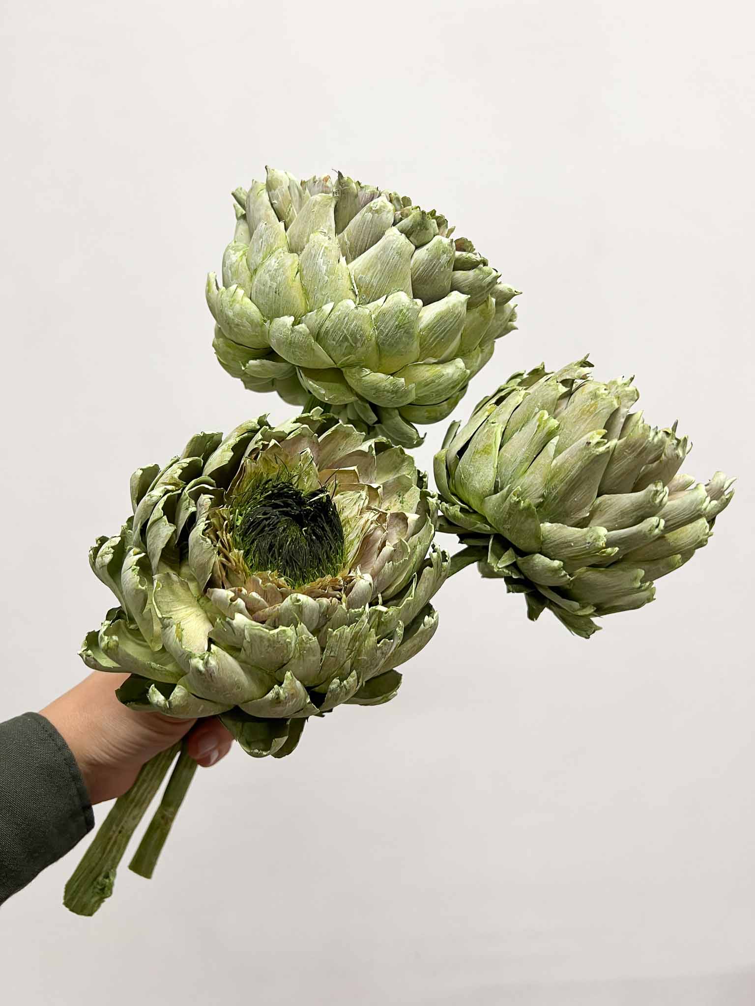 OLINTO » 3 large dried green Artichoke