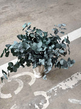 NOARA » Eucalipto Cinerea stabilizzato verde